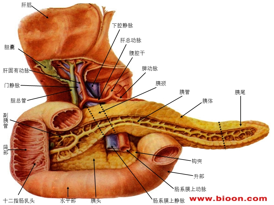 胰腺肿瘤病变的影像学诊断.ppt_第3页