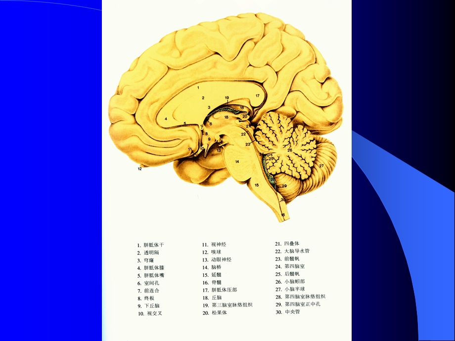 脑血管解剖与影像学2.ppt_第2页