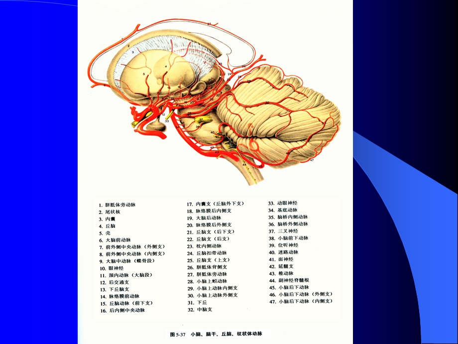 脑血管解剖与影像学2.ppt_第3页
