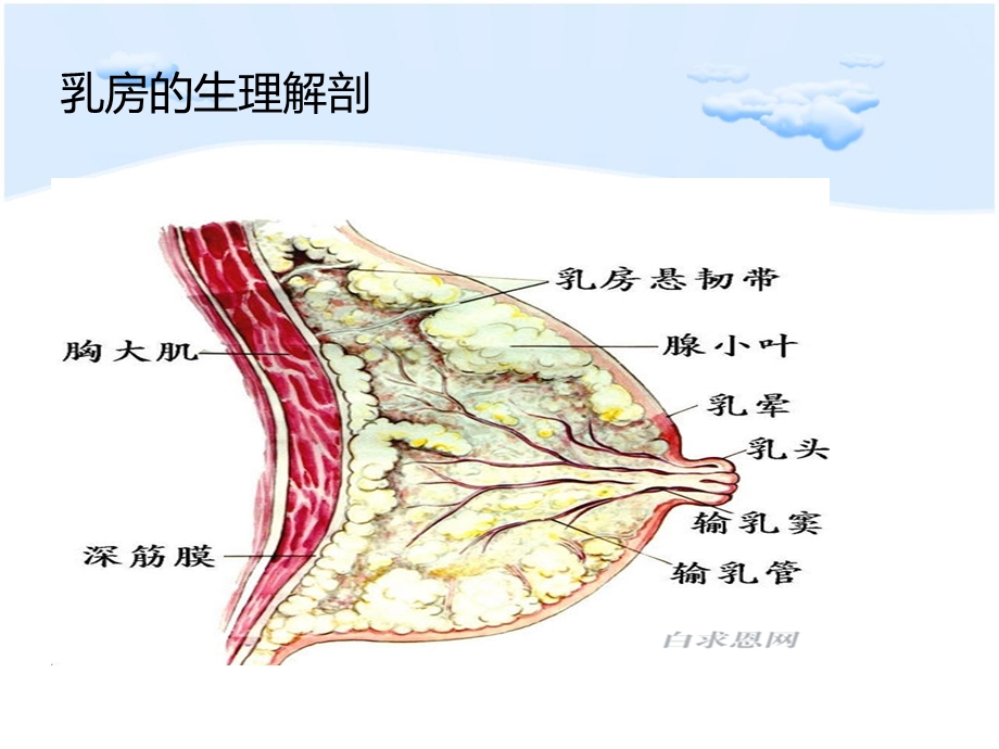 肿瘤科.5月护理查房(乳腺癌).ppt_第3页