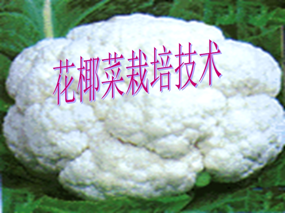 花椰菜栽培技术.ppt_第1页