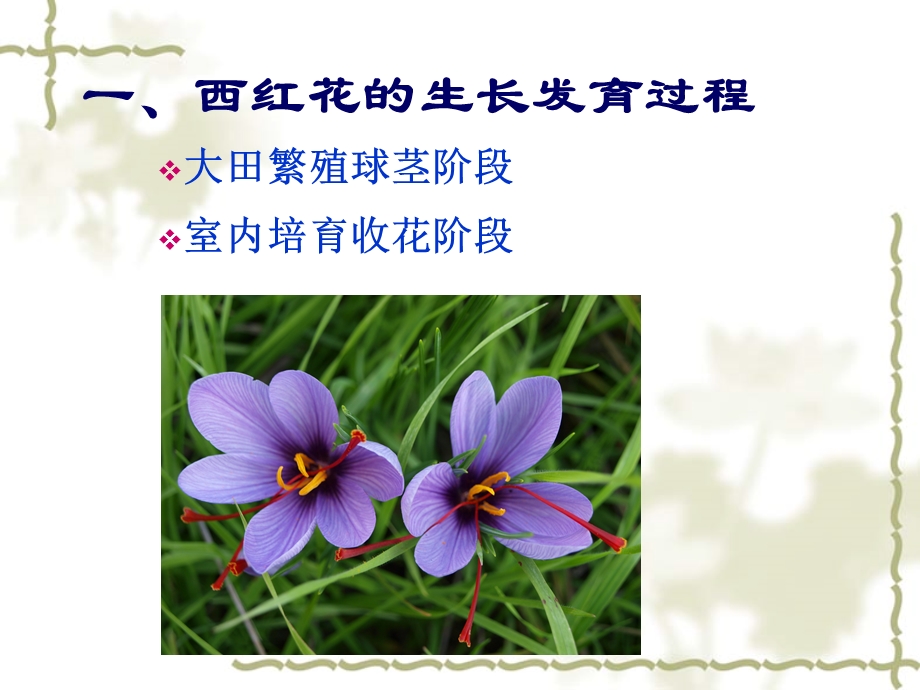 西红花栽培技术.ppt_第3页