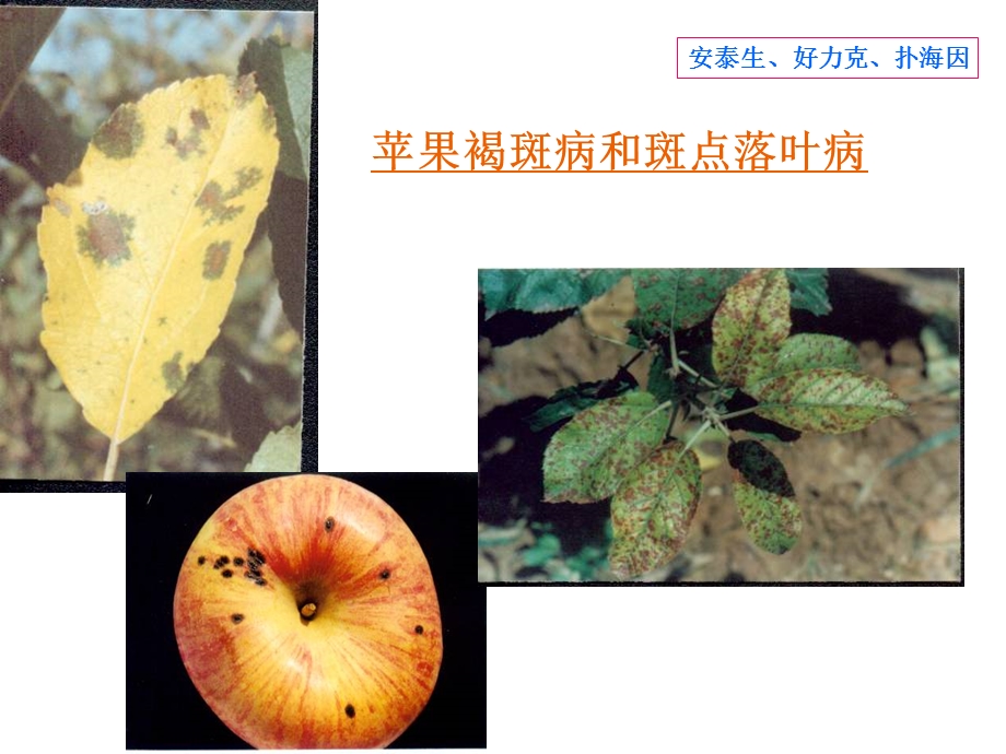 苹果主要病虫害防治.ppt_第3页