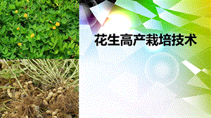 花生栽培技术.ppt