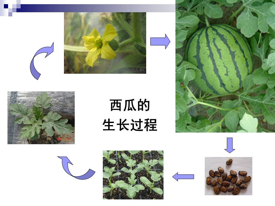 西瓜设施栽培技术.ppt_第2页