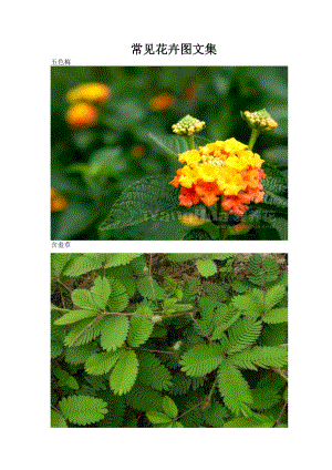 常见花卉图集 名称(含少许野生植物).doc