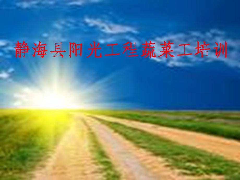 芹菜栽培技术.ppt_第1页