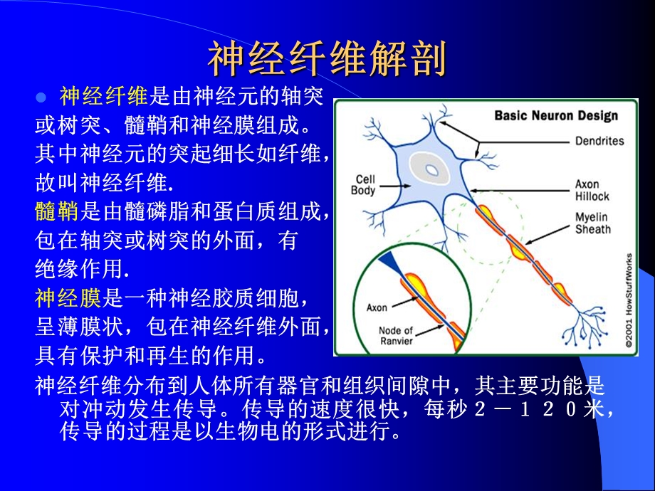 解剖培训资料.ppt_第2页