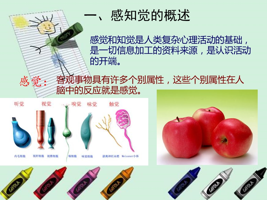 第二章第二节：幼儿感知和注意的发展ppt课件.ppt_第2页