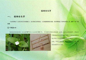 植物仿生学实例.docx