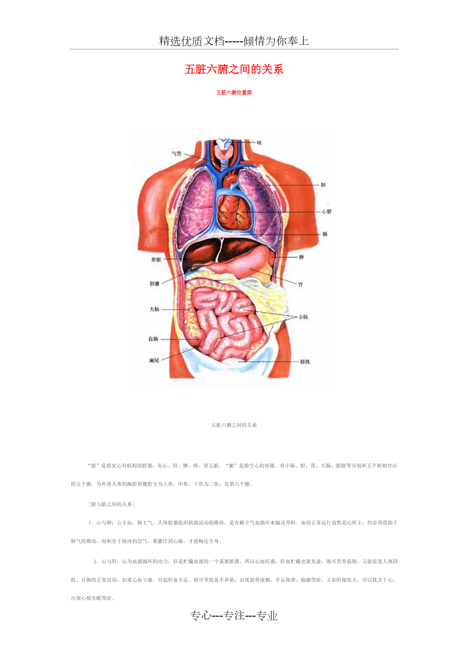 五脏六腑之间的关系.doc_第1页