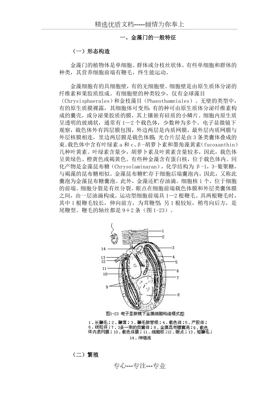 第五节-金藻门.doc_第1页