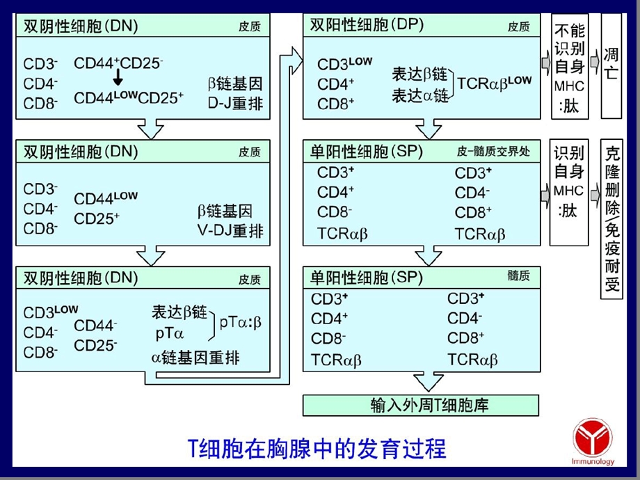 自身免疫性疾病课件.ppt_第3页