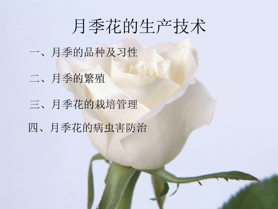 花卉生产月季花的生产技术课件.ppt_第1页