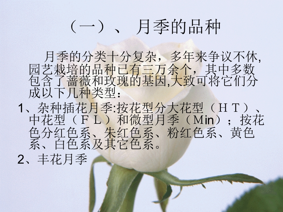 花卉生产月季花的生产技术课件.ppt_第3页