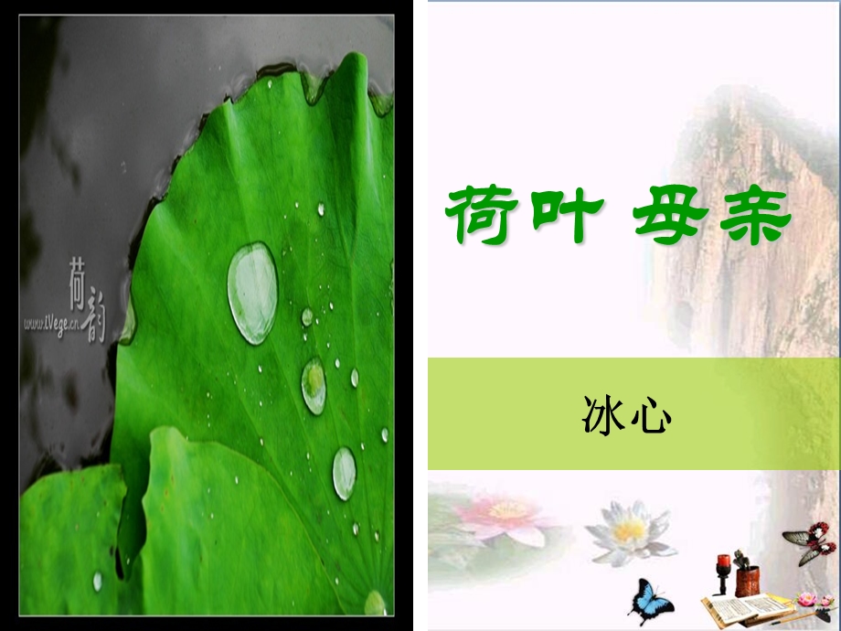 荷叶母亲-课件.ppt_第1页