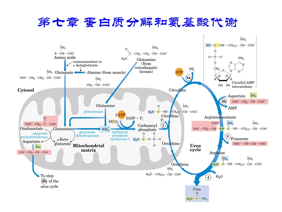 蛋白质分解和氨基酸代谢课件.ppt_第1页