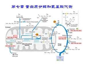 蛋白质分解和氨基酸代谢课件.ppt