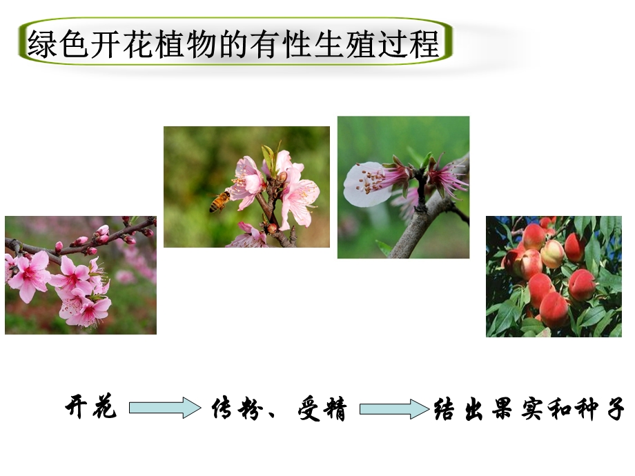 苏科版八年级上册生物《植物的生殖》课件.ppt_第3页