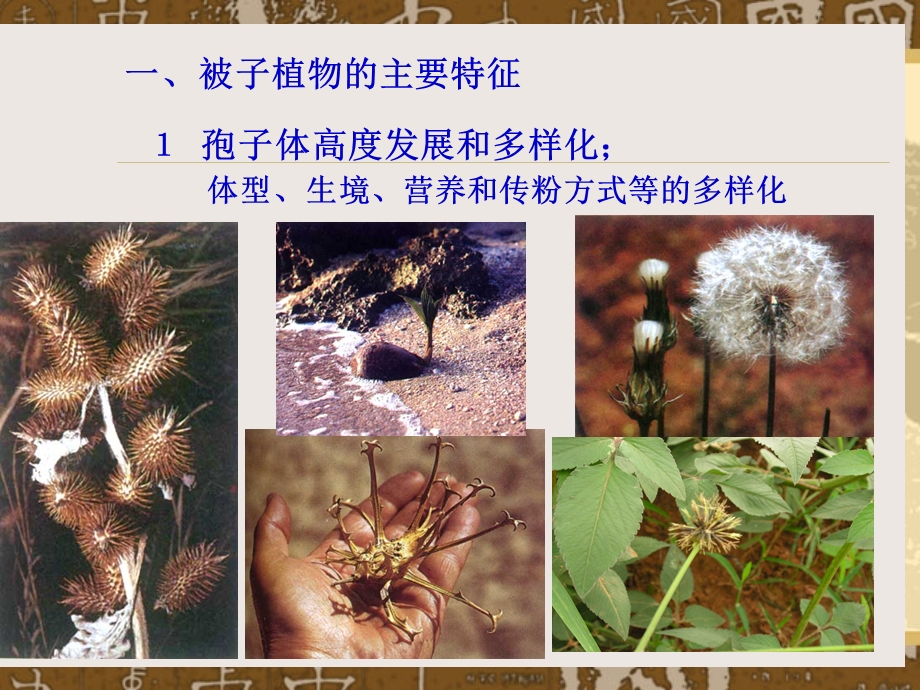 被子植物特征分析课件.ppt_第2页