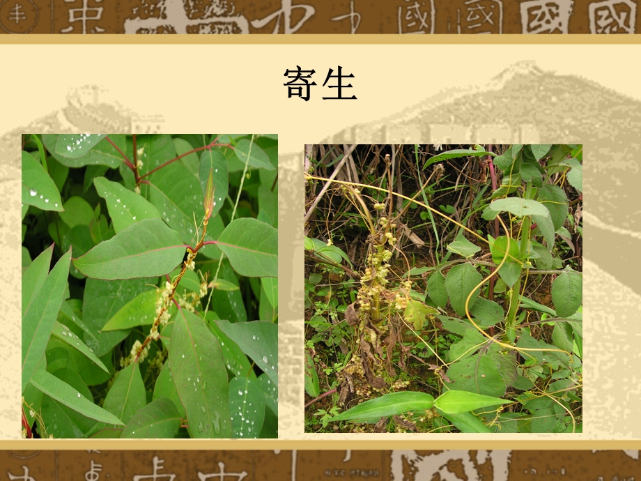 被子植物特征分析课件.ppt_第3页