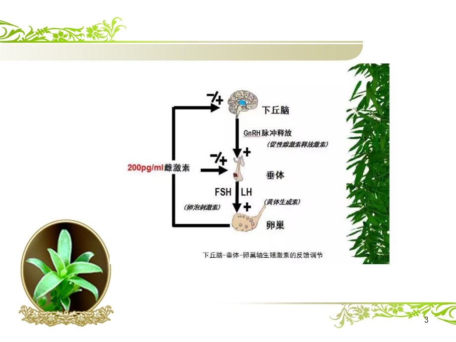 解读性激素六项课件.pptx_第3页