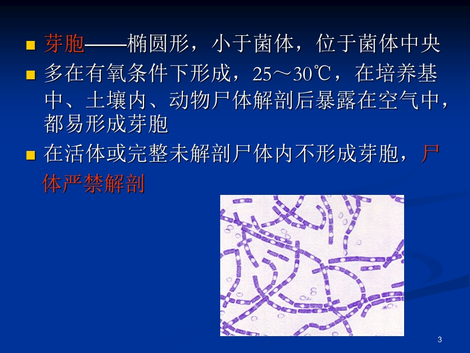 芽孢杆菌属课件.ppt_第3页