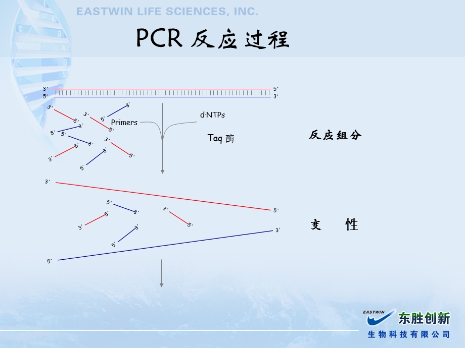 荧光定量PCR的原理及其应用课件.ppt_第2页