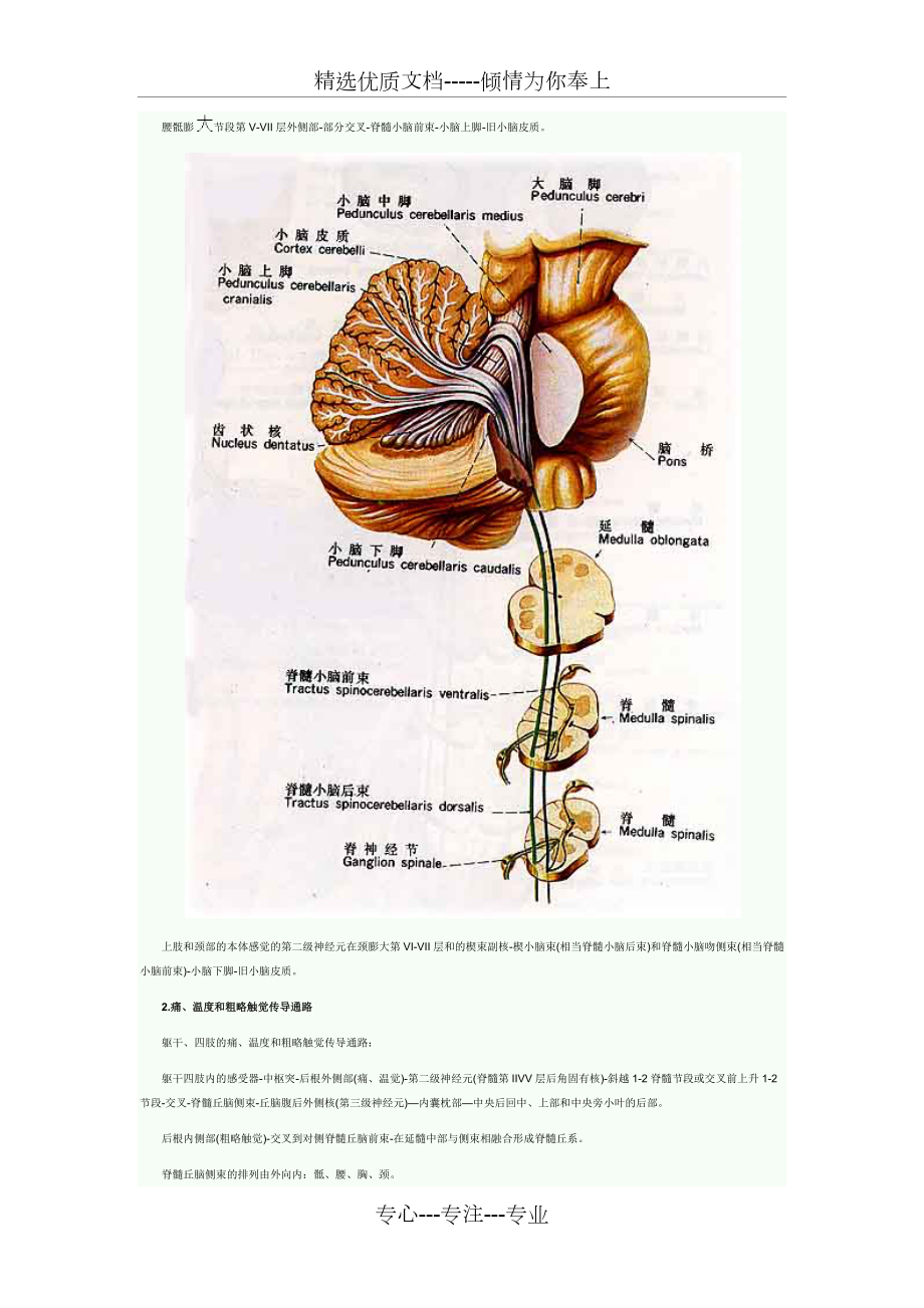 各种传导通路汇总.docx_第2页