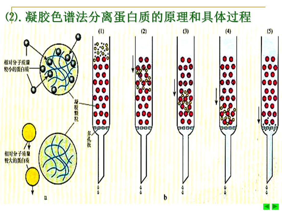 蛋白质的分离提取方法课件.ppt_第3页