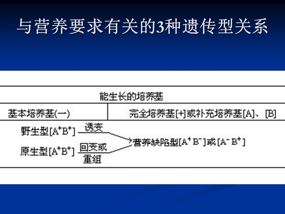 实验七营养缺陷型菌株筛选课件.ppt_第3页