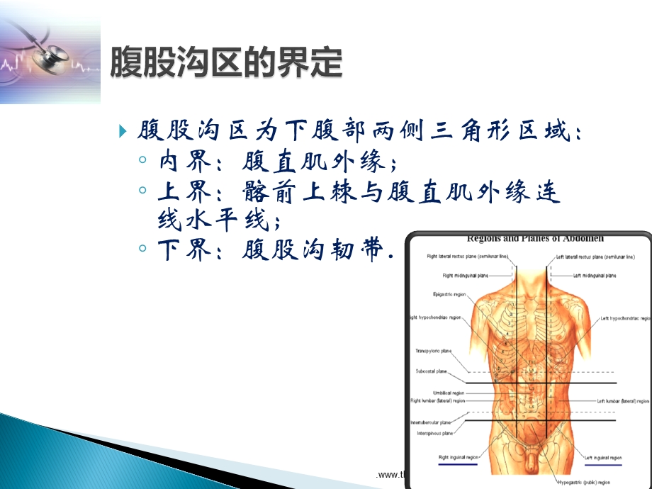 腹股沟区的解剖课件.ppt_第3页