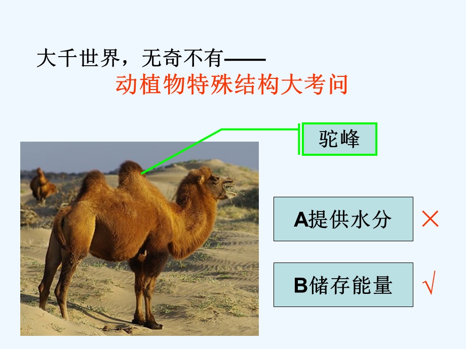 教科版小学科学六年级上册《原来是相互关联的》优质课教学ppt课件.ppt_第2页