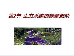 生态系统的能量流动完美版课件.ppt