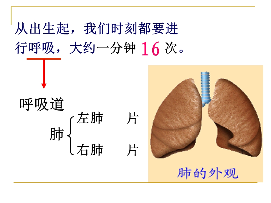 肺的气体交换课件.ppt_第1页