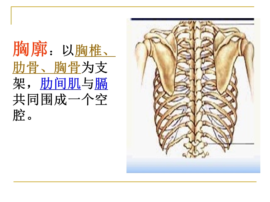 肺的气体交换课件.ppt_第3页