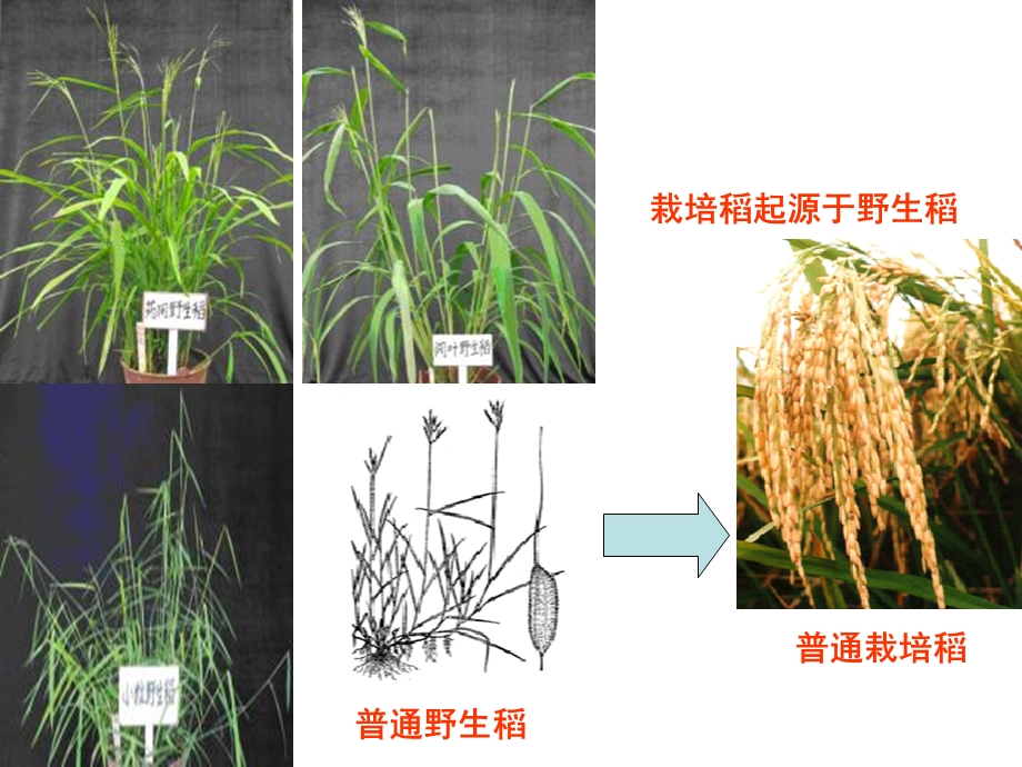 水稻品种类型及识别课件.pptx_第3页