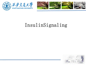 胰岛素信号通路InsulinSignaling课件.pptx