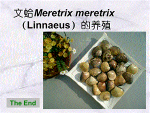 文蛤Meretrixmeretrix(Linnaeus)的养殖课件.ppt