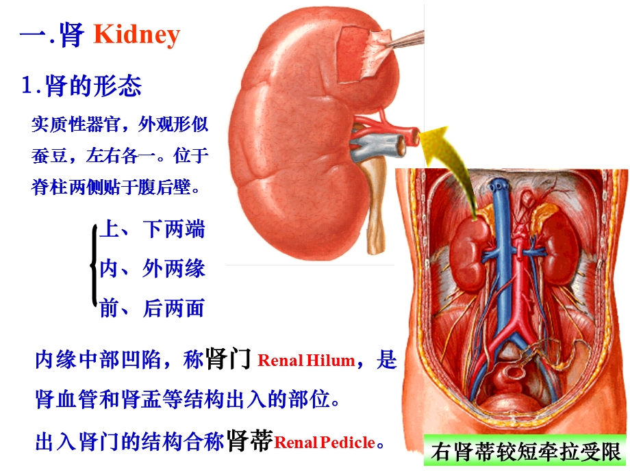 系统解剖学泌尿系统课件.pptx_第3页