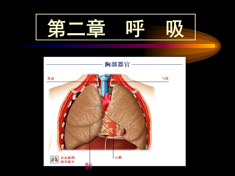 步标版运动生理学第二章呼吸与运动资料课件.ppt_第1页