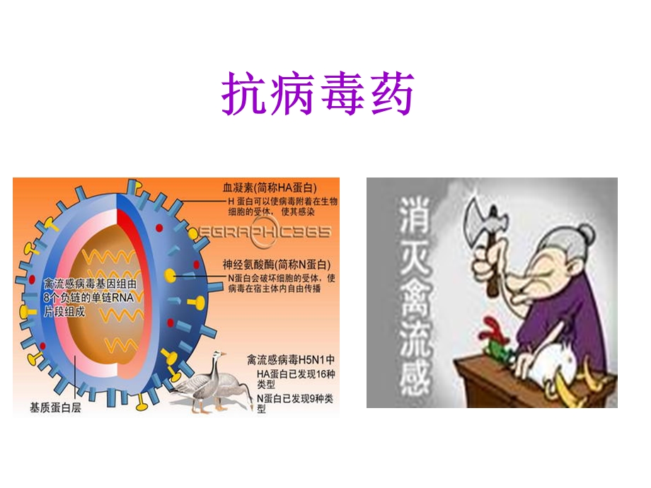 抗真菌药及抗病毒药课件.ppt_第1页