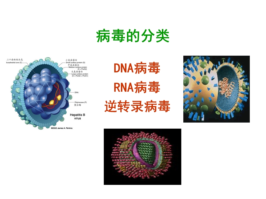 抗真菌药及抗病毒药课件.ppt_第2页