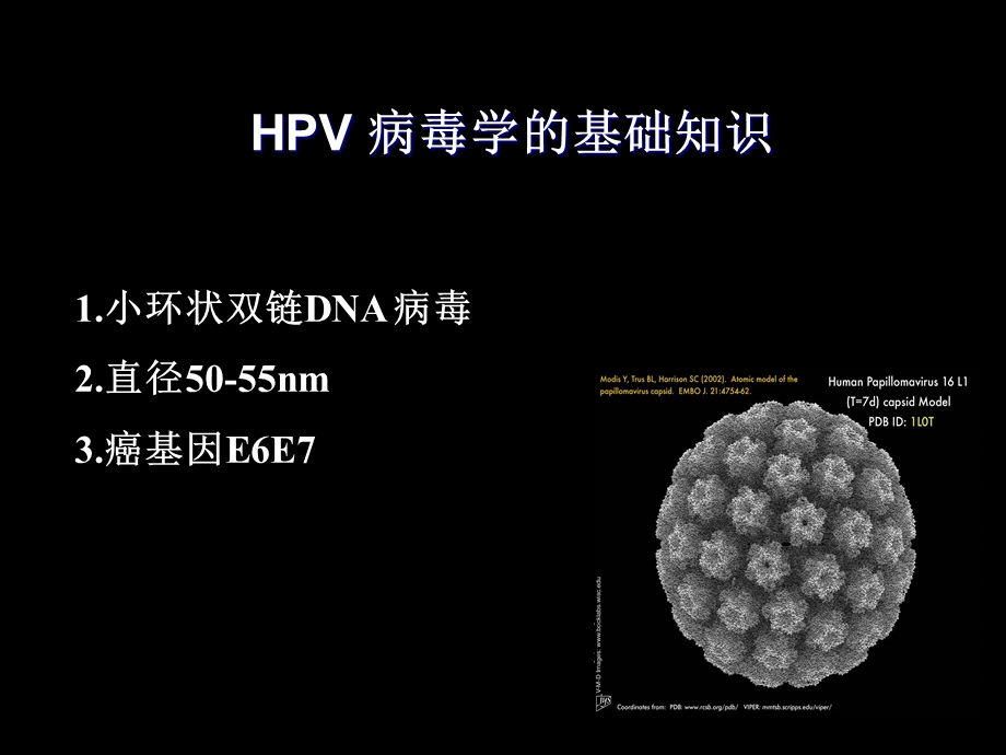 宫颈HPV感染课件.ppt_第3页