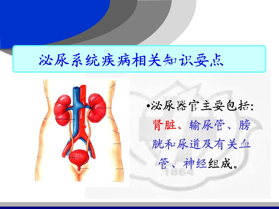 泌尿系统疾病常见症状及护理方案课件.ppt_第3页