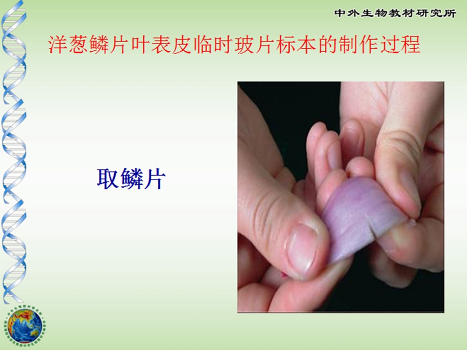 植物细胞结构和功能课件.ppt_第3页