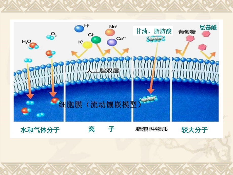 物质跨膜运输的方式讲课件.ppt_第1页