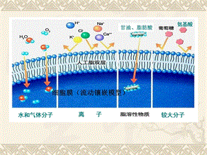 物质跨膜运输的方式讲课件.ppt