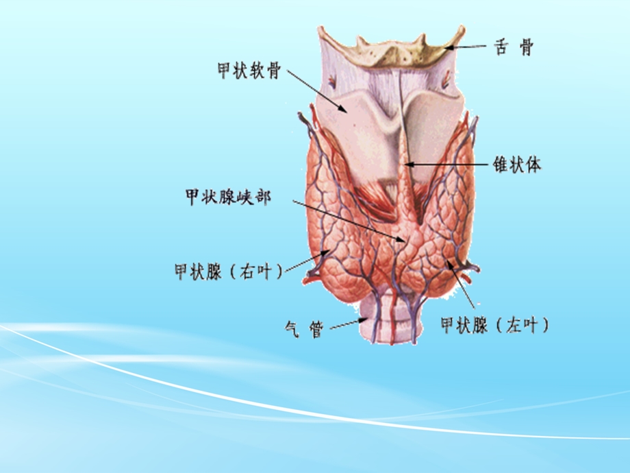 腔镜下甲状腺切除术课件.ppt_第3页