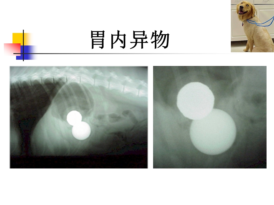 宠物疾病诊治-胃内异物课件.ppt_第3页